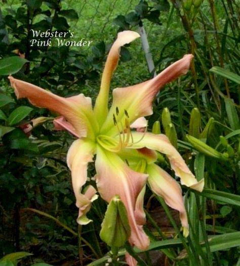 webster's pink wonder